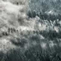 "Nebelwald" / Lafo 2019 - Armin Appel (Annahme)
