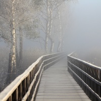 "Nebel am Federseesteg" / Lafo 2019 - Bettina Fieber (Annahme)