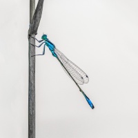 "Azurjungfer" / Lafo 2019 - Peter Jansen (Urkunde)