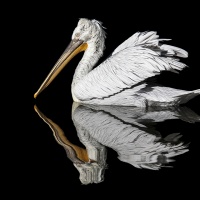 "Pelikan 9" / Lafo 2019 - Stanislav Belicka (Annahme)