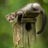 Johnny Krüger - "Steinmarder" - Annahme