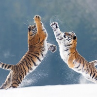 Johnny Krüger - "Tiegertaube" - Annahme