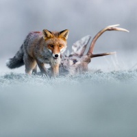 Johnny Krüger - "Fuchs am Hirschkopf" - Urkunde