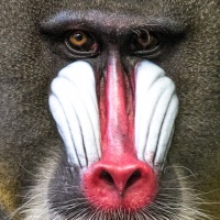 Monika Panzer - Serie "Portrait Affe" - Annahme