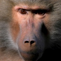 Monika Panzer - Serie "Portrait Affe" - Annahme