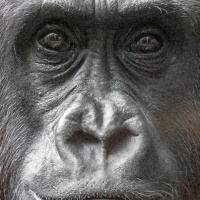 Monika Panzer - Serie "Portrait Affe" - Annahme