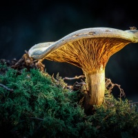 Peter Jansen - "Pilzstack" - Annahme