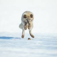 Thomas Eder - "David gegen Goliath" - Annahme