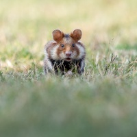 Thomas Eder - "Erwischt" - Annahme