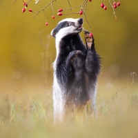 Thomas Eder - "Schleckermaul" - Annahme