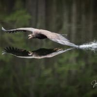 Johnny Krueger - Seeadler mit Spiegelbild - Urkunde