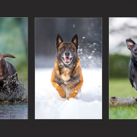 Johnny Krueger - Hundesport in den Elementen - Annahme