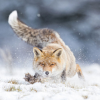 LAFO 2025 Johnny Krueger Annahme