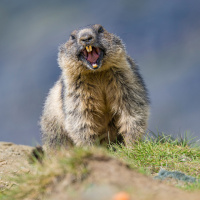 LAFO 2025 Manfred Weiner Annahme