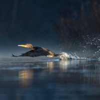 LAFO 2025 Manfred Weiner Annahme