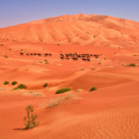 Unterwegs in den Dünen der Rub-al-Khali, Oman. Foto Mark Robertz