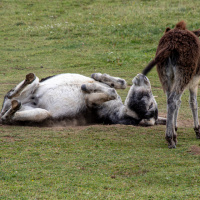 Jahresausflug 2023 Münsingen - Carmen Schanz