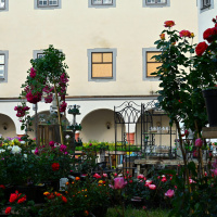 Rosenmarkt 2023