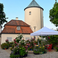 Rosenmarkt 2023