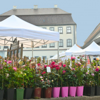 Rosenmarkt 2023