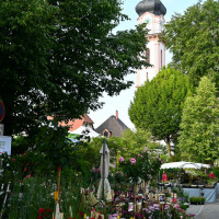 Rosenmarkt 2023
