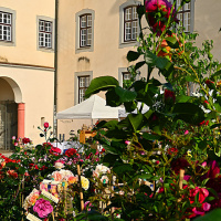 Rosenmarkt 2023