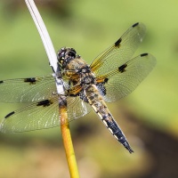 LFK-Fotos im Seniorenzentrum Laupheim / Foto Petra Gertitschke