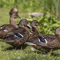 LFK-Fotos im Seniorenzentrum Laupheim / Foto Petra Gertitschke