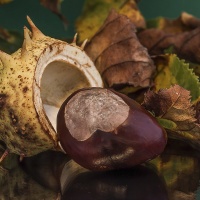 LFK-Fotos im Seniorenzentrum Laupheim / Foto Petra Gertitschke