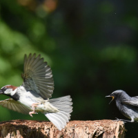 Gartenrotschwanz-Spatz
