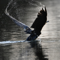 Kormoran