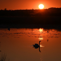 Sonnenuntergang am Federsee