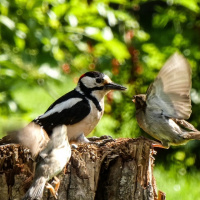 Specht und Spatz