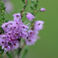 Natur und Kultur - Vereinsausflug 2015 / Foto Otto Marx