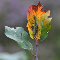 Natur und Kultur - Vereinsausflug 2015 / Foto Otto Marx
