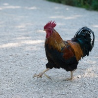 Karin Garcia - Campus Galli 2019