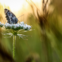 232_natur_02
