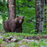237_Braunbaer_02