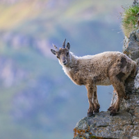 237_JungerAlpensteinbock-_03