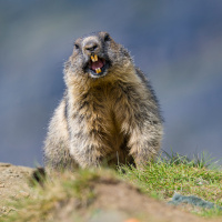 237_Murmeltier_04
