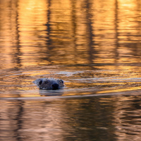 304_Tiere_03