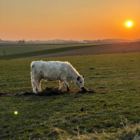 330_Tiere_02