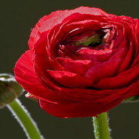 85_MAKRO_02