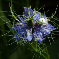 Josef Menz - Freies Thema