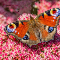 Manfred Schroth - Freies Thema 01