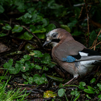 Manfred Schroth - Freies Thema 02