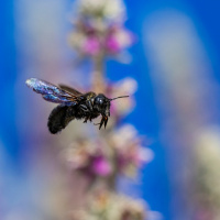 Manfred Weiner - Freies Thema 01