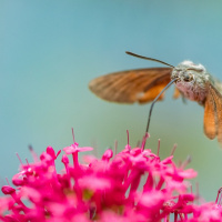 Manfred Weiner - Freies Thema 06