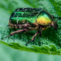 Heinz-Gerhard Ott - Freies Thema