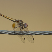 Achim Uebelhör - Freies Thema